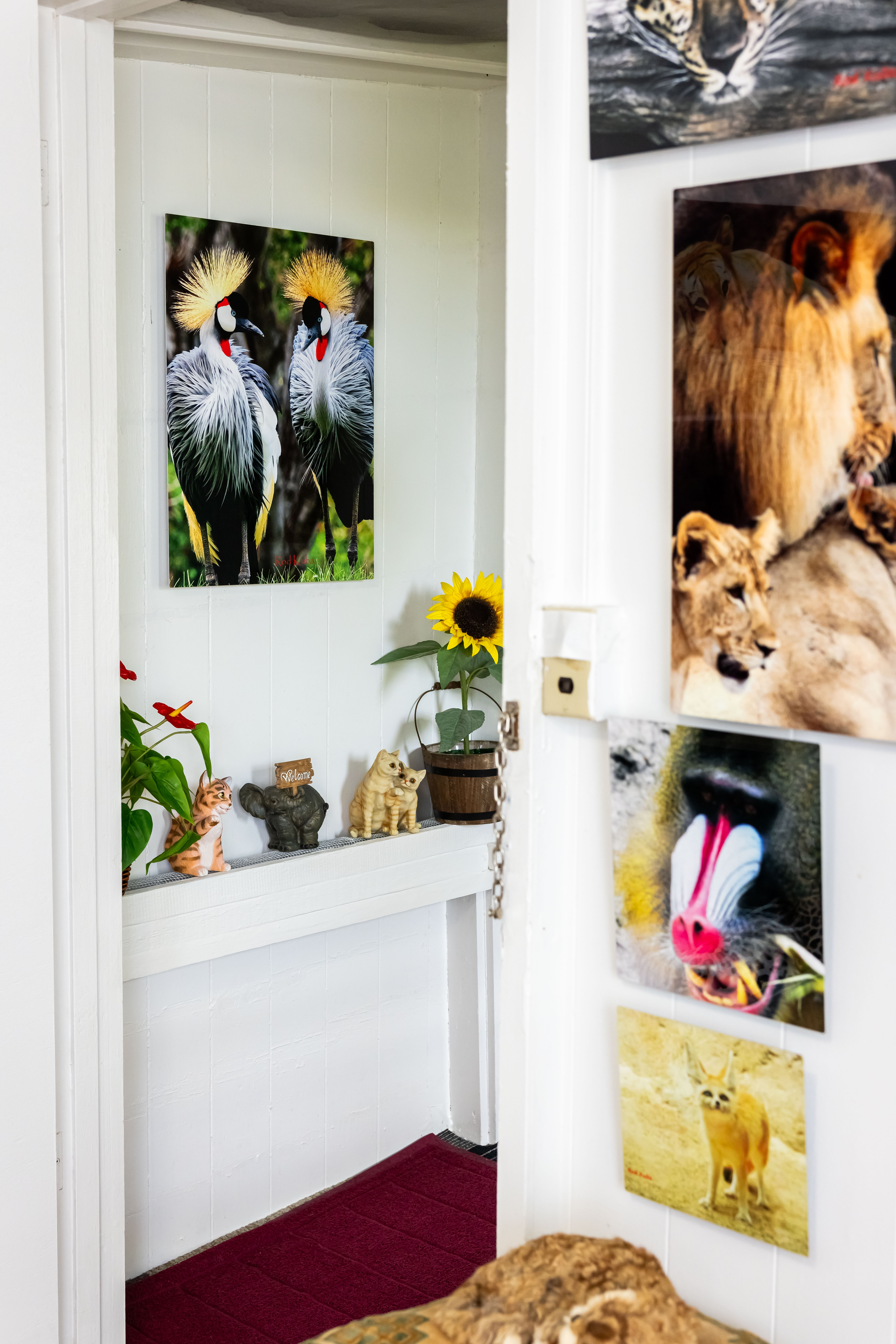 Wildlife photography gallery hallway