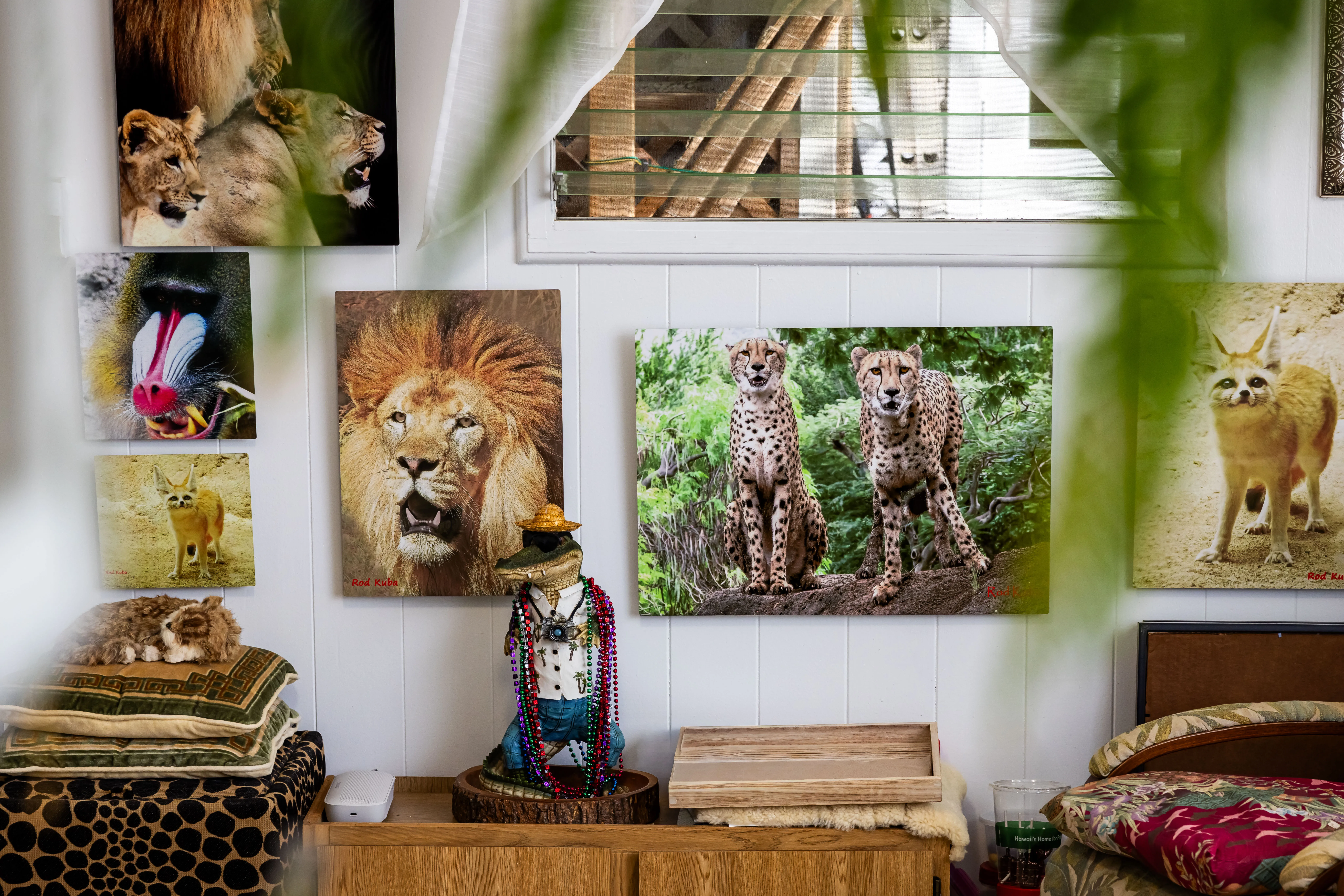 Capturing Hawai‘i’s Wildlife: A Photographer’s Legacy in Metal Prints 250722_Rod_Kuba_11_1765342131100.jpg