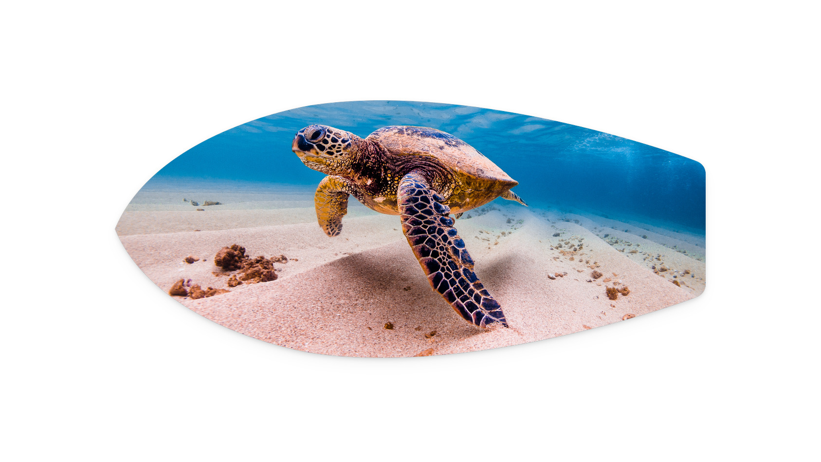 Coco Crisp | SM005 Metal Surfboard Print