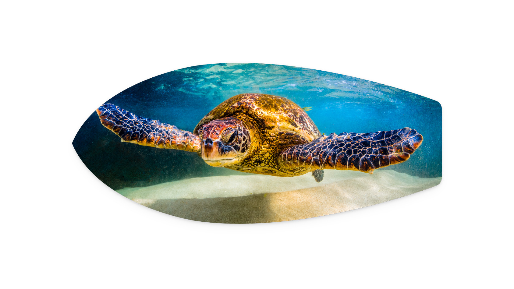 Dude | SM95 Metal Surfboard Print