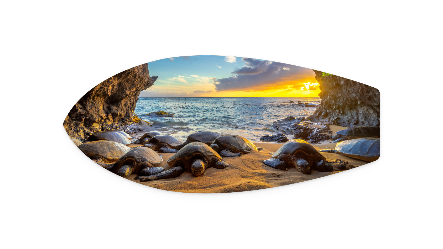 Honu Cove | PT111 Metal Surfboard Print