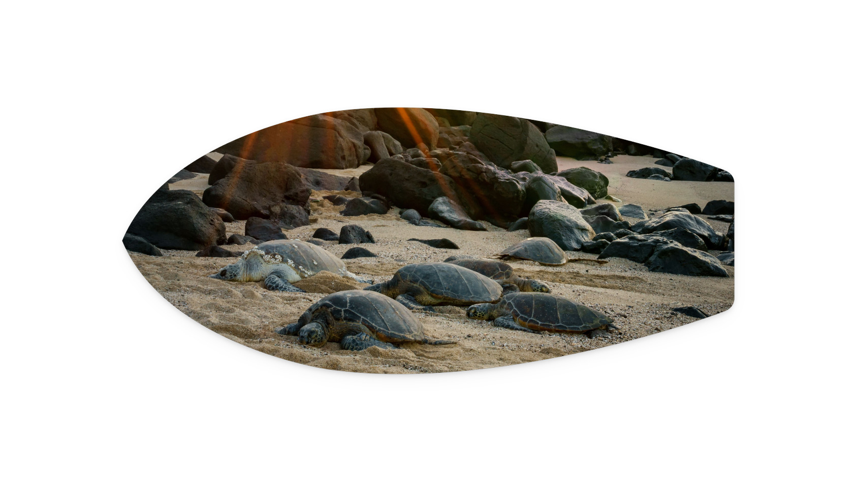 Honu Resting Under the Sun | PT24 Metal Surfboard Print
