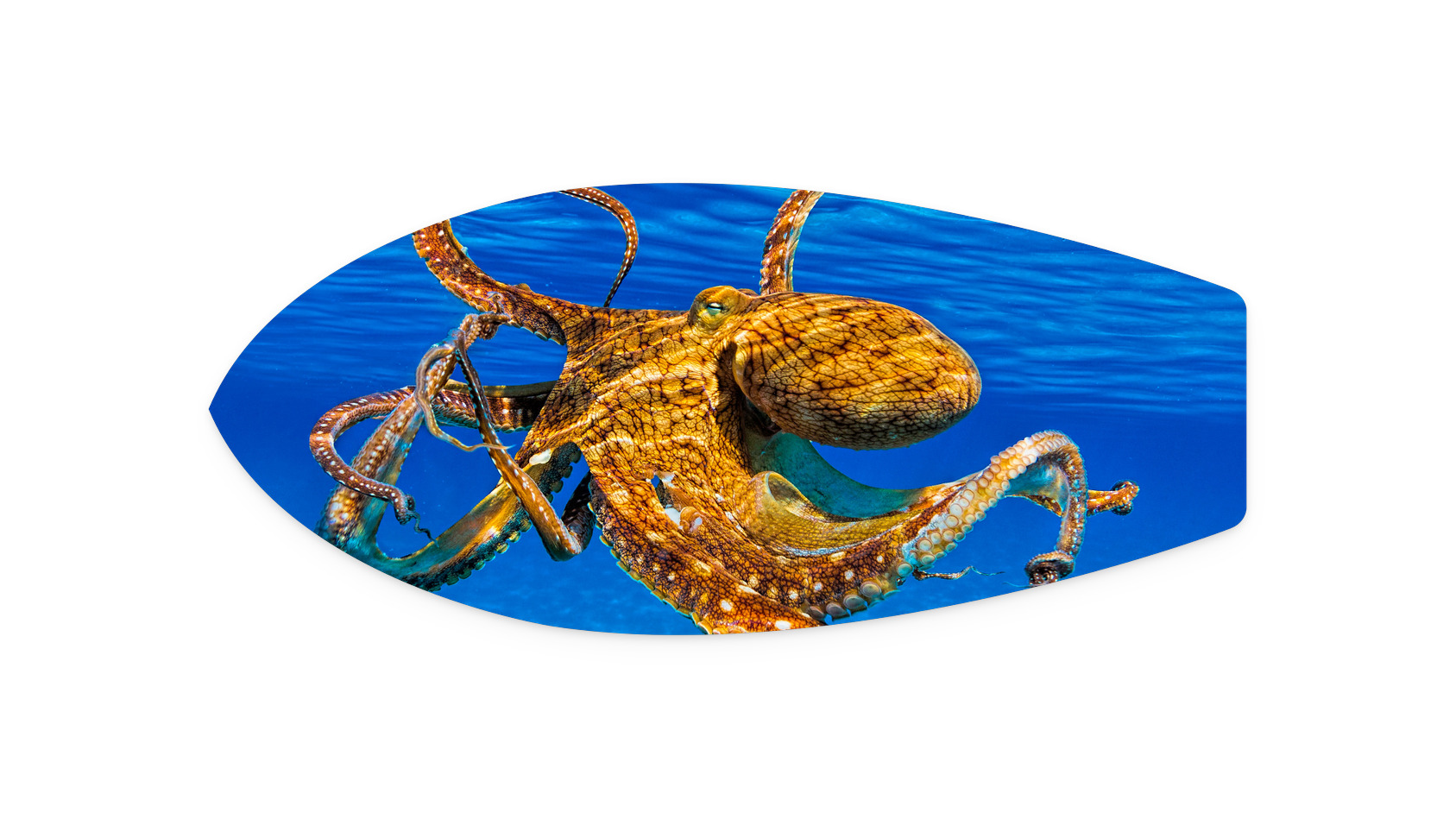 Monster Tako | LL106 Metal Surfboard Print