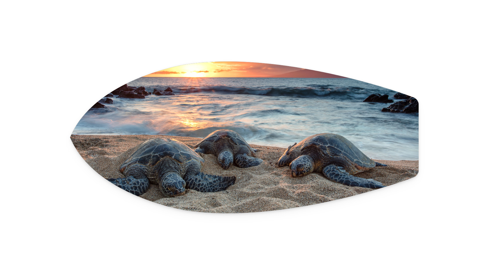 Threes Company | LS022 Metal Surfboard Print